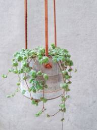 White & Gray Hanging Planter With Leather Straps, Minimalist Pottery Planter, Indoor Gardening Pot, Ceramic Succulent