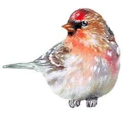 Redpoll Sticker, Wall Decal Bird, Bird Get Well Gift, Watercolor Nursery
