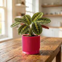 Modern Ribbed Plant Pot With Drainage & Saucer, 3D Printed Planter Unique Design Hypebeast Decor, Hosting Gift Idea, Wave