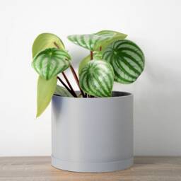 "Minimalist Planter With Drainage & Saucer in Steel Gray, Unique & Modern 3D-Printed Plant Pot, Sizes 4"" 5"" 6"" 7"" 8" - thumbnail 3