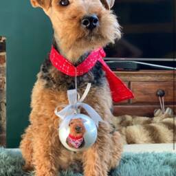 Custom Pet Portrait Ornament Christmas Ball Dog Art Personalised Hand Painted Bauble Cat Memorial Ornament - thumbnail 2