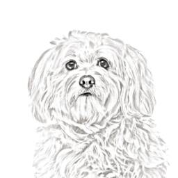 Havanese - Wooden Stand For Candles/Pens With The Image Of A Dog New Collection - thumbnail 2