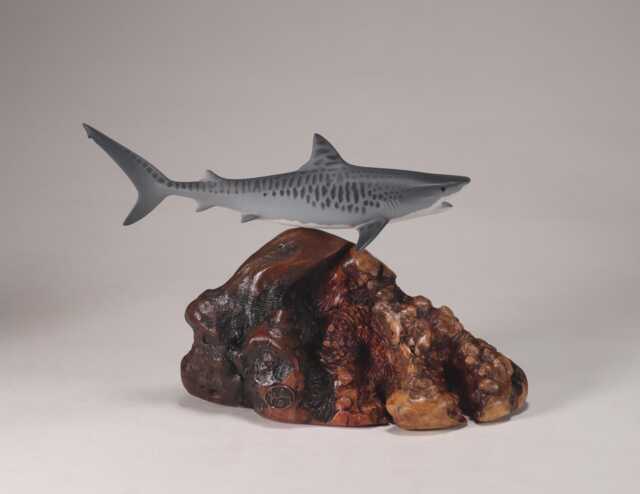 Tiger Shark Sculpture By John Perry 8In Long On Polished Burlwood Base. Signed - image 1