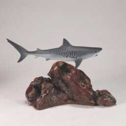 Tiger Shark Sculpture By John Perry 8In Long On Polished Burlwood Base. Signed - thumbnail 3