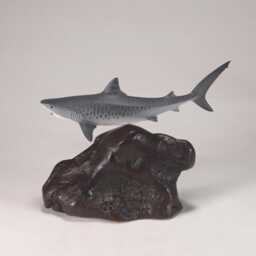 Tiger Shark Sculpture By John Perry 8In Long On Polished Burlwood Base. Signed - thumbnail 2