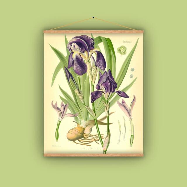 Iris, Purple, Gift For Gardener, Flower Bulb, Spring Floral, Botanical, Wall Hanging, Vintage, Antique, 1860S, Natural History, Nature - image 1