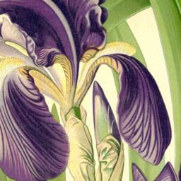Iris, Purple, Gift For Gardener, Flower Bulb, Spring Floral, Botanical, Wall Hanging, Vintage, Antique, 1860S, Natural History, Nature - thumbnail 2