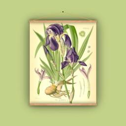Iris, Purple, Gift For Gardener, Flower Bulb, Spring Floral, Botanical, Wall Hanging, Vintage, Antique, 1860S, Natural History, Nature - thumbnail 1
