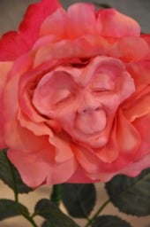 Alice in Wonderland - NonTalking Flowers Elder Rose Sutherland - thumbnail 3