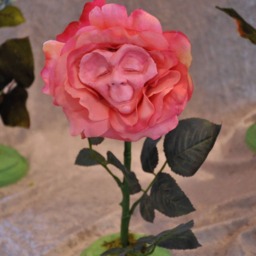 Alice in Wonderland - NonTalking Flowers Elder Rose Sutherland - thumbnail 2