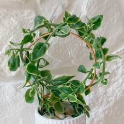 Plant Trellis, Houseplant Wire Stake, Hammered Copper Support - thumbnail 4