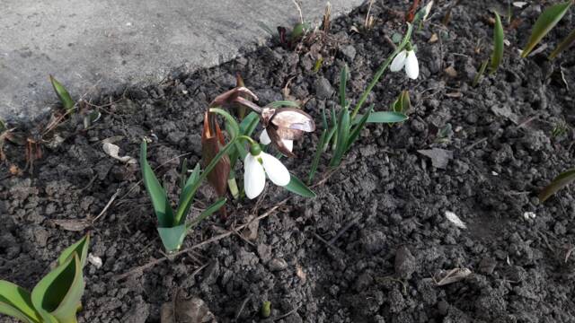 Copper Snowdrop, Copper Flowers, Garden Decoration, Art, 7Th Anniversary Gift, Gifts - image 1