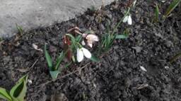 Copper Snowdrop, Copper Flowers, Garden Decoration, Art, 7Th Anniversary Gift, Gifts