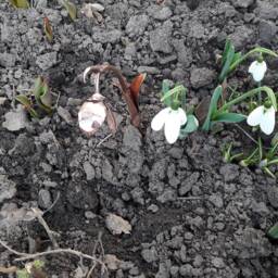 Copper Snowdrop, Copper Flowers, Garden Decoration, Art, 7Th Anniversary Gift, Gifts - thumbnail 4