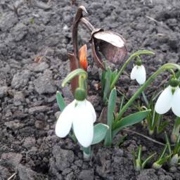 Copper Snowdrop, Copper Flowers, Garden Decoration, Art, 7Th Anniversary Gift, Gifts - thumbnail 2