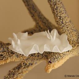 Nudibranch - Unpainted in White - Select Design Style & Quantity Below - thumbnail 2