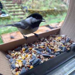 3D Printed Window Bird Feeder - The Portal, Portland Made - thumbnail 2