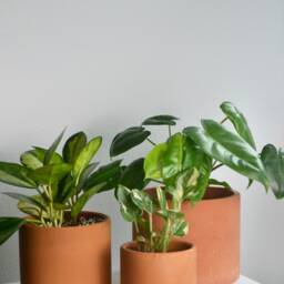 Minimal Modern Terracotta Concrete Planter - Multiple Sizes - thumbnail 2
