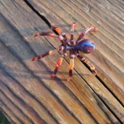 Spider Animals Glass, Art Blown Sculpture Made Of Blown Glass Figurine - thumbnail 4