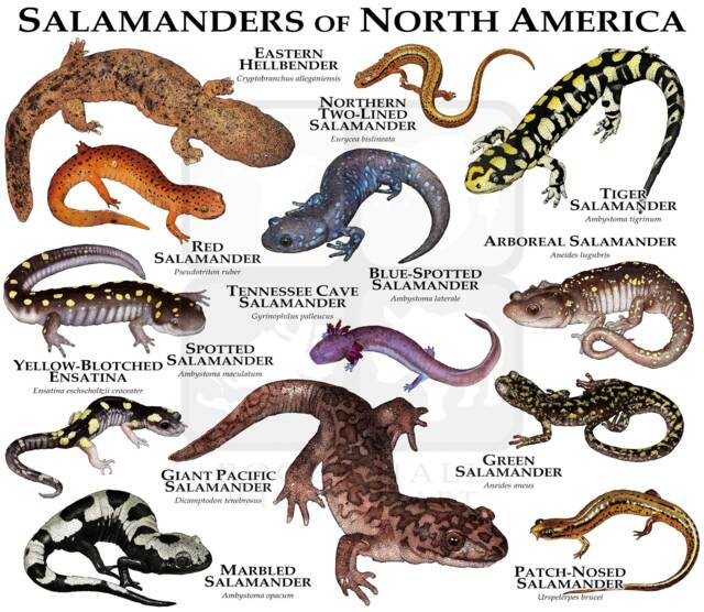 Salamanders Of North America Poster Print - image 1