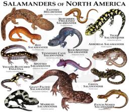 Salamanders Of North America Poster Print - thumbnail 1