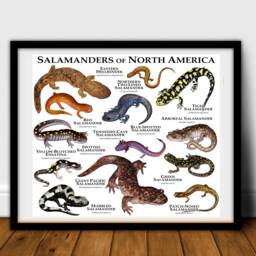 Salamanders Of North America Poster Print - thumbnail 2