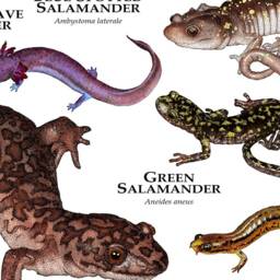 Salamanders Of North America Poster Print - thumbnail 3