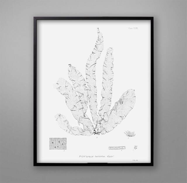 Vintage Seaweed Print 1859 Botanical Nautical Wall Art - image 1