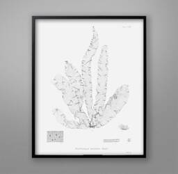 Vintage Seaweed Print 1859 Botanical Nautical Wall Art - thumbnail 1