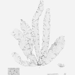 Vintage Seaweed Print 1859 Botanical Nautical Wall Art - thumbnail 2