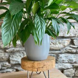 Handcrafted Rustic Wooden Plant Stand - Reclaimed Scaffold Boards Mini Table Furniture Hairpin Legs - thumbnail 2