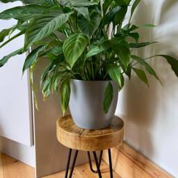 Handcrafted Rustic Wooden Plant Stand - Reclaimed Scaffold Boards Mini Table Furniture Hairpin Legs - thumbnail 4