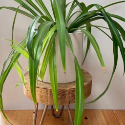 Handcrafted Rustic Wooden Plant Stand - Reclaimed Scaffold Boards Mini Table Furniture Hairpin Legs - thumbnail 3