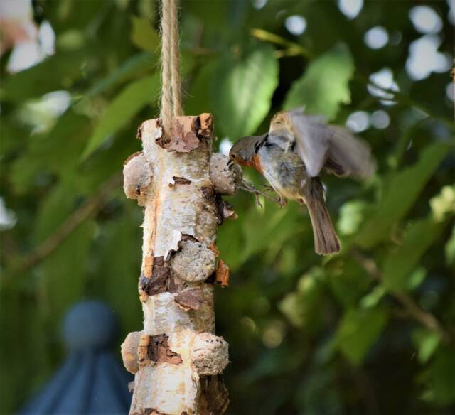 Garden Bird Feeder - Natural Bird Food Environment Birds Gardener Dad Eco Friendly Gift Set Wild Father Grandad - image 1