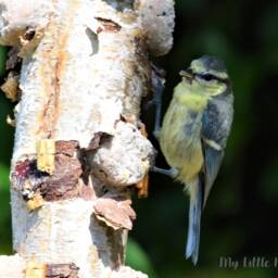 Garden Bird Feeder - Natural Bird Food Environment Birds Gardener Dad Eco Friendly Gift Set Wild Father Grandad - thumbnail 3
