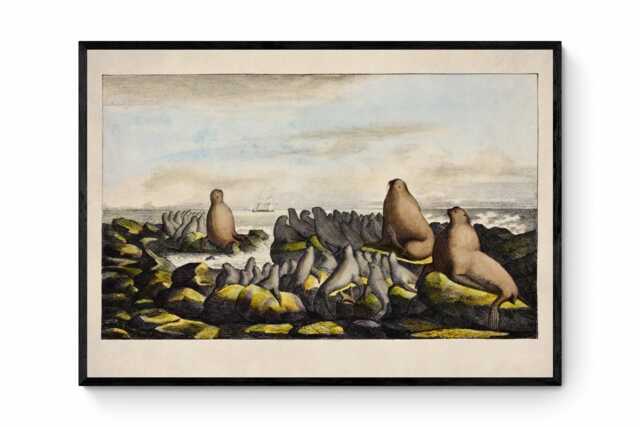 Sea Lions On Saint George Island Antique Print - Dated 1822 Reproduction Available Framed - image 1