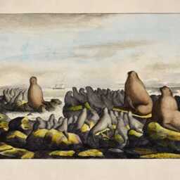 Sea Lions On Saint George Island Antique Print - Dated 1822 Reproduction Available Framed - thumbnail 2