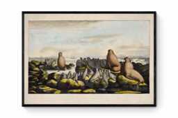 Sea Lions On Saint George Island Antique Print - Dated 1822 Reproduction Available Framed