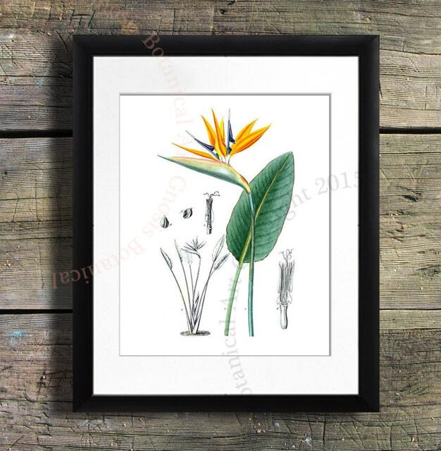 Bird-Of-Paradise Art Print, Vintage Botanical Illustration, Orange Crane Flower - image 1