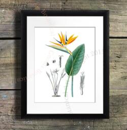 Bird-Of-Paradise Art Print, Vintage Botanical Illustration, Orange Crane Flower - thumbnail 1