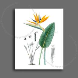 Bird-Of-Paradise Art Print, Vintage Botanical Illustration, Orange Crane Flower - thumbnail 2