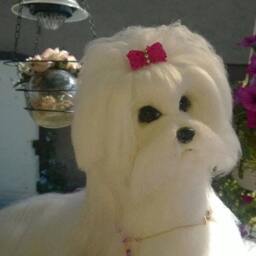 Needle Felted Custom Dog Sculpture Of Youre /Needle Felted Maltese /Dog Portrait /Custom Art/Custom Portrait A - thumbnail 3