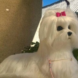 Needle Felted Custom Dog Sculpture Of Youre /Needle Felted Maltese /Dog Portrait /Custom Art/Custom Portrait A - thumbnail 2