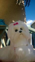 Needle Felted Custom Dog Sculpture Of Youre /Needle Felted Maltese /Dog Portrait /Custom Art/Custom Portrait A - thumbnail 4