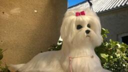 Needle Felted Custom Dog Sculpture Of Youre /Needle Felted Maltese /Dog Portrait /Custom Art/Custom Portrait A - thumbnail 1