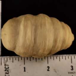 Rubbery Tardigrade - thumbnail 4