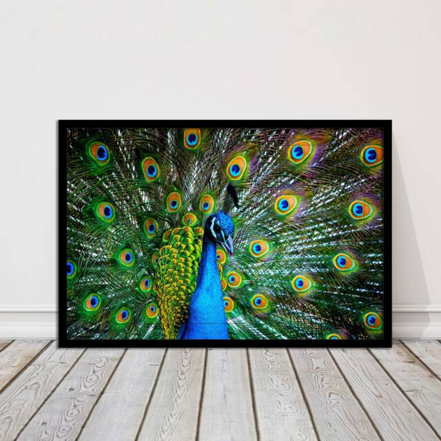 Vibrant Peacock Feather Canvas Print Exotic Bird Wall Art For Home Decor - image 1