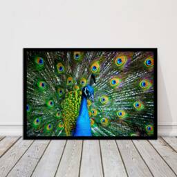 Vibrant Peacock Feather Canvas Print Exotic Bird Wall Art For Home Decor - thumbnail 1