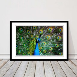 Vibrant Peacock Feather Canvas Print Exotic Bird Wall Art For Home Decor - thumbnail 2