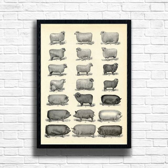 Vintage Sheep & Pigs Botanical Print Farmhouse Plant Wall Art - image 1